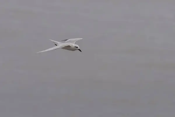 Stock image whiskered tern (Chlidonias hybrida) at Mumbai, Maharashtra, India