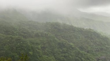 Hindistan Maharashtra 'da muson yağmurları sırasında Konkan' daki Kumbharli ghat yoğun ormanları.