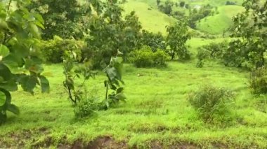Hindistan, Maharashtra, Konkan yakınlarındaki Patan 'da muson mevsiminde yemyeşil manzara görüldü.