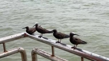 Küçük Noddy (Anous tenuirostris), Hindistan 'ın Maharashtra kenti Mumbai yakınlarındaki Fil Adası' nda bir deniz kuşu olarak da bilinir.