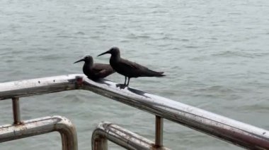 Küçük Noddy (Anous tenuirostris), Hindistan 'ın Maharashtra kenti Mumbai yakınlarındaki Fil Adası' nda bir deniz kuşu olarak da bilinir.