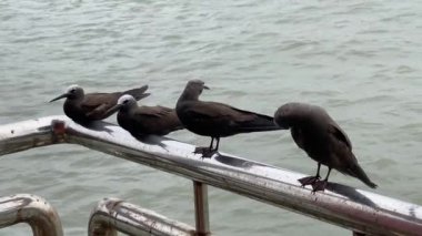 Küçük Noddy (Anous tenuirostris), Hindistan 'ın Maharashtra kenti Mumbai yakınlarındaki Fil Adası' nda bir deniz kuşu olarak da bilinir.