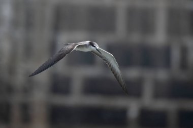 Hindistan, Maharashtra 'da Mumbai kıyısı yakınlarında gözlemlenen bir deniz kuşu olan Onychoprion anaetus.