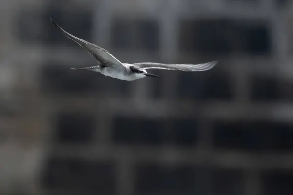 stock image bridled tern Onychoprion anaethetus, a seabird observed near Mumbai coast in Maharashtra, India