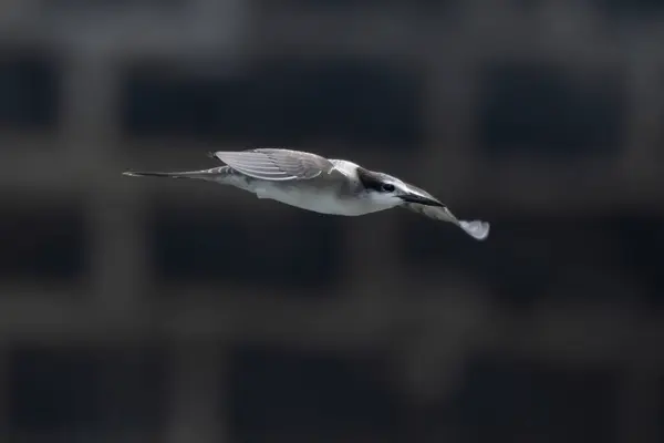 stock image bridled tern Onychoprion anaethetus, a seabird observed near Mumbai coast in Maharashtra, India