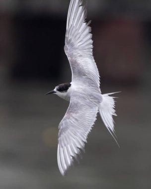 Arctic tern Sterna paradisaea, a tern in the family Laridae, observed at Mumbai coast in Maharashtra, India during monsoons clipart