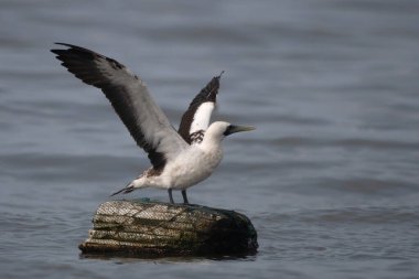 masked booby Sula dactylatra, also called the masked gannet or the blue-faced booby, a large seabird observed on Mumbai coast in Maharashtra, India in monsoons clipart