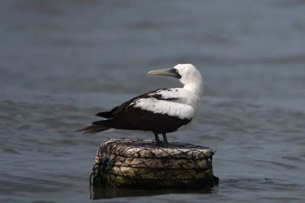 stock image masked booby Sula dactylatra, also called the masked gannet or the blue-faced booby, a large seabird observed on Mumbai coast in Maharashtra, India in monsoons