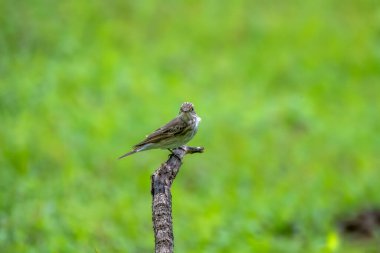 Benekli sinekkapan (Muscicapa striata), Hindistan 'ın Maharashtra kentindeki Manori' de gözlemlenen Mumbai yakınlarında bir göçmen.