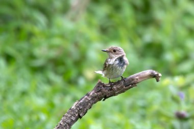 Benekli sinekkapan (Muscicapa striata), Hindistan 'ın Maharashtra kentindeki Manori' de gözlemlenen Mumbai yakınlarında bir göçmen.