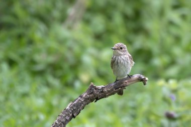 spotted flycatcher (Muscicapa striata), a passage migrant near Mumbai, observed at Manori in Maharashtra, India clipart