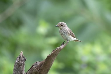 spotted flycatcher (Muscicapa striata), a passage migrant near Mumbai, observed at Manori in Maharashtra, India clipart