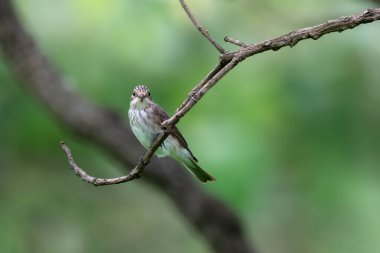 Benekli sinekkapan (Muscicapa striata), Hindistan 'ın Maharashtra kentindeki Manori' de gözlemlenen Mumbai yakınlarında bir göçmen.