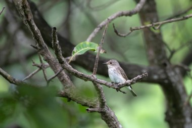 Benekli sinekkapan (Muscicapa striata), Hindistan 'ın Maharashtra kentindeki Manori' de gözlemlenen Mumbai yakınlarında bir göçmen.