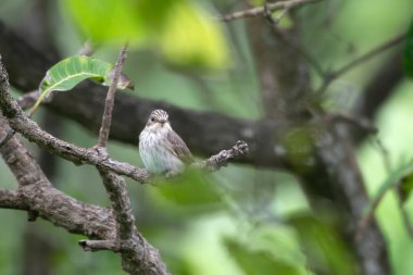 Benekli sinekkapan (Muscicapa striata), Hindistan 'ın Maharashtra kentindeki Manori' de gözlemlenen Mumbai yakınlarında bir göçmen.