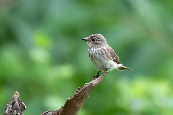 stock image spotted flycatcher (Muscicapa striata), a passage migrant near Mumbai, observed at Manori in Maharashtra, India