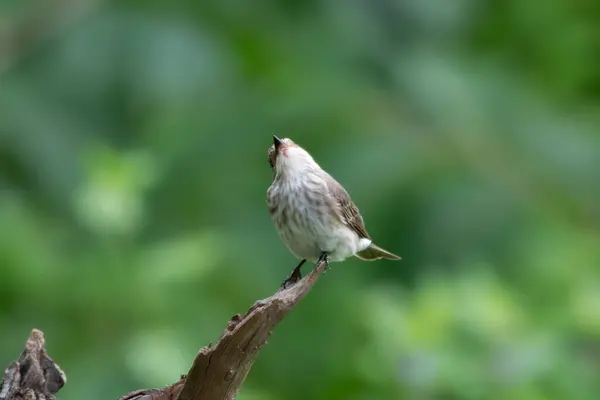 stock image spotted flycatcher (Muscicapa striata), a passage migrant near Mumbai, observed at Manori in Maharashtra, India