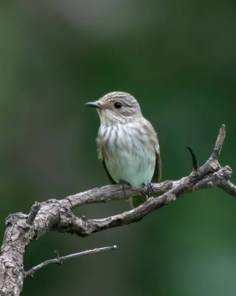 stock image spotted flycatcher Muscicapa striata, a passage migrant near Mumbai, observed at Manori in Maharashtra, India