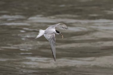 Hindistan 'ın Maharashtra kentindeki Mumbai sahilinde muson yağmurları sırasında gözlemlenen Laridae familyasından bir deniz kestanesi (Sterna paradisaea).