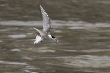 Hindistan 'ın Maharashtra kentindeki Mumbai sahilinde muson yağmurları sırasında gözlemlenen Laridae familyasından bir deniz kestanesi (Sterna paradisaea).