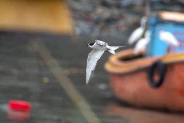 Hindistan 'ın Maharashtra kentindeki Mumbai sahilinde muson yağmurları sırasında gözlemlenen Laridae familyasından bir deniz kestanesi (Sterna paradisaea).