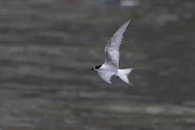 Hindistan 'ın Maharashtra kentindeki Mumbai sahilinde muson yağmurları sırasında gözlemlenen Laridae familyasından bir deniz kestanesi (Sterna paradisaea).