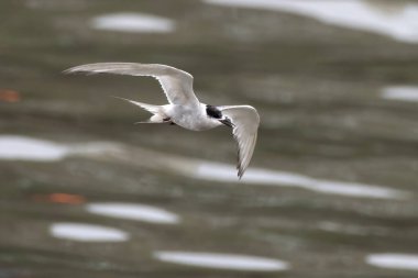 Hindistan 'ın Maharashtra kentindeki Mumbai sahilinde muson yağmurları sırasında gözlemlenen Laridae familyasından bir deniz kestanesi (Sterna paradisaea).