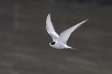 Hindistan 'ın Maharashtra kentindeki Mumbai sahilinde muson yağmurları sırasında gözlemlenen Laridae familyasından bir deniz kestanesi (Sterna paradisaea).