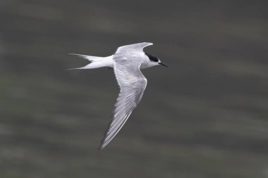 Hindistan 'ın Maharashtra kentindeki Mumbai sahilinde muson yağmurları sırasında gözlemlenen Laridae familyasından bir deniz kestanesi (Sterna paradisaea).