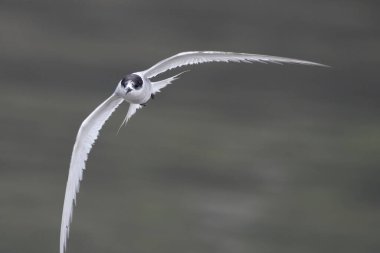 Hindistan 'ın Maharashtra kentindeki Mumbai sahilinde muson yağmurları sırasında gözlemlenen Laridae familyasından bir deniz kestanesi (Sterna paradisaea).