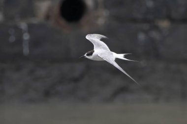 Hindistan 'ın Maharashtra kentindeki Mumbai sahilinde muson yağmurları sırasında gözlemlenen Laridae familyasından bir deniz kestanesi (Sterna paradisaea).