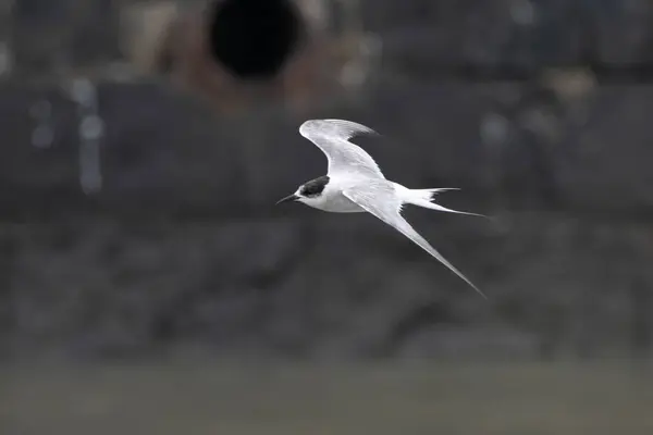 stock image Arctic tern (Sterna paradisaea), a tern in the family Laridae, observed at Mumbai coast in Maharashtra, India during monsoons