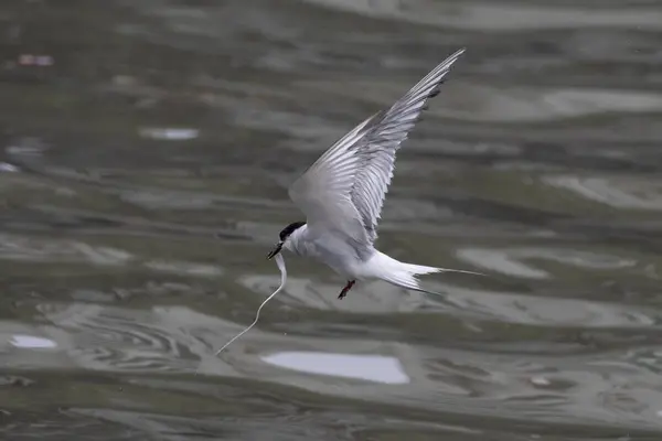 stock image Arctic tern (Sterna paradisaea), a tern in the family Laridae, observed at Mumbai coast in Maharashtra, India during monsoons