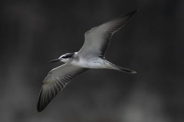 Onychoprion anaetus, Hindistan 'ın Maharashtra kentinde Mumbai kıyısı yakınlarında gözlemlenen bir deniz kuşu.