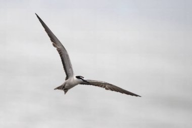 bridled tern (Onychoprion anaethetus), a seabird observed near Mumbai coast in Maharashtra, India clipart