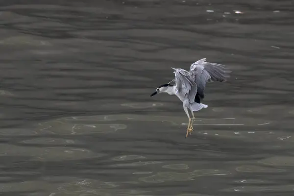 stock image black-crowned night-heron (Nycticorax nycticorax), or black-capped night-heron seen at Sasoon Docks in Mumbai, Maharashtra, India