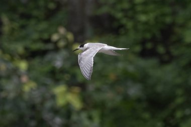 Laridae familyasından bir deniz kuşu olan Sterna hirundo, Mumbai Maharashtra, Hindistan 'daki Sasoon Rıhtımında gözlemlenmiştir.