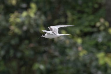 Laridae familyasından bir deniz kuşu olan Sterna hirundo, Mumbai Maharashtra, Hindistan 'daki Sasoon Rıhtımında gözlemlenmiştir.