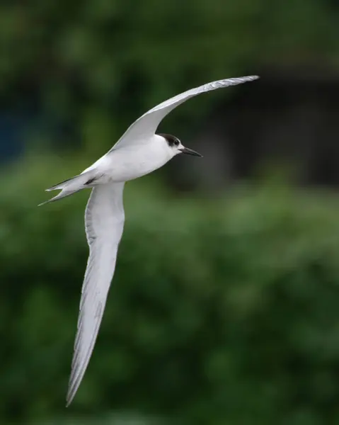 stock image common tern (Sterna hirundo), a seabird in the family Laridae, observed at Sasoon Docks in Mumbai Maharashtra, India