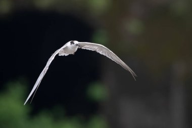 white-cheeked tern (Sterna repressa) observed on Mumbai coast in Maharashtra, India during monsoons clipart