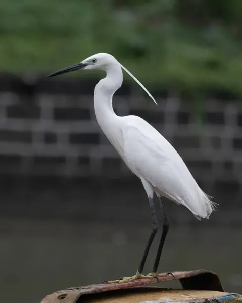 stock image little egret (Egretta garzetta), a species of small heron in the family Ardeidae, observed at Sasoon docks in Mumbai, Maharashtra, India