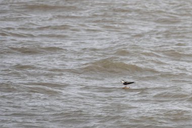 Onychoprion anaetus, Hindistan 'ın Maharashtra kentinde Mumbai kıyısı yakınlarında gözlemlenen bir deniz kuşu.