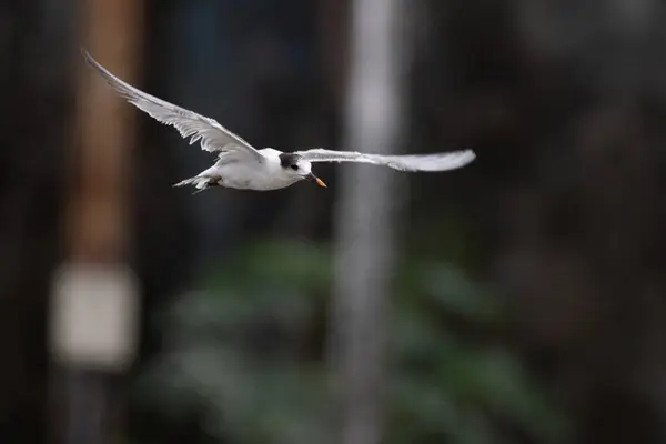 stock image common tern (Sterna hirundo), a seabird in the family Laridae, with deformed beak observed at Sasoon Docks in Mumbai Maharashtra, India