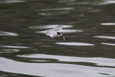 Laridae familyasından bir deniz kuşu olan Sterna hirundo, Mumbai Maharashtra, Hindistan 'daki Sasoon Rıhtımında gözlemlenmiştir.