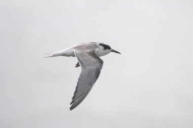 Laridae familyasından bir deniz kuşu olan Sterna hirundo, Mumbai Maharashtra, Hindistan 'daki Sasoon Rıhtımında gözlemlenmiştir.