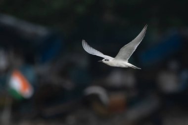 Mumbai, Maharashtra, Hindistan 'daki Sasoon rıhtımlarında martı gagalı deniz feneri (Gelochelidon nilotica) gözlemlendi.