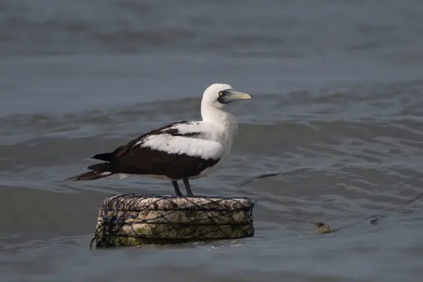 stock image masked booby (Sula dactylatra), also called the masked gannet or the blue-faced booby, a large seabird observed on Mumbai coast in Maharashtra, India in monsoons