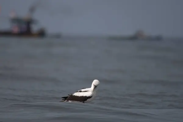 stock image masked booby (Sula dactylatra), also called the masked gannet or the blue-faced booby, a large seabird observed on Mumbai coast in Maharashtra, India in monsoons