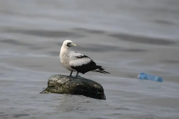 stock image masked booby (Sula dactylatra), also called the masked gannet or the blue-faced booby, a large seabird observed on Mumbai coast in Maharashtra, India in monsoons