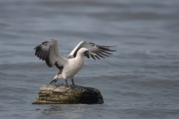 stock image masked booby (Sula dactylatra), also called the masked gannet or the blue-faced booby, a large seabird observed on Mumbai coast in Maharashtra, India in monsoons